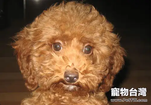 狗的視力很好嗎