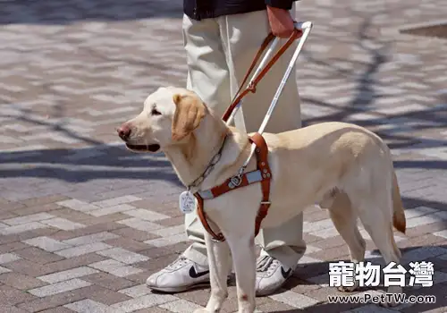 怎樣才算是導盲犬