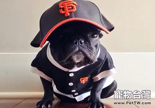 法國鬥牛犬能長多大(1圖)-寵物台灣