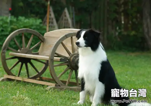 邊境牧羊犬長螨蟲怎麼辦(1圖)-寵物台灣