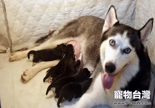 如何解決母犬母乳不足