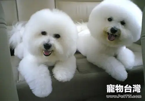 如何讓狗狗學會獨處