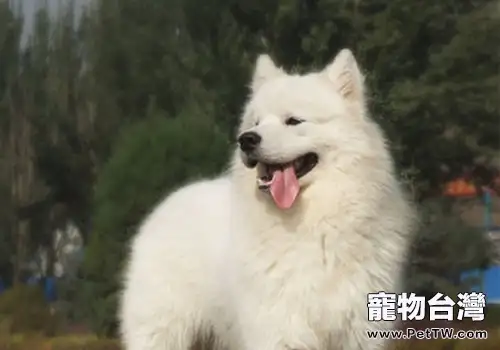 狗為什麼喜歡下雪(1圖)-寵物台灣