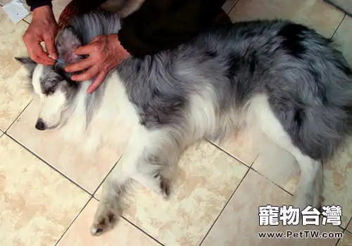 狗狗得耳螨怎麼處理