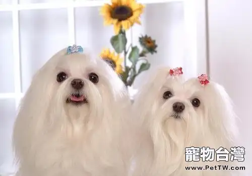 掉毛少的狗有哪些