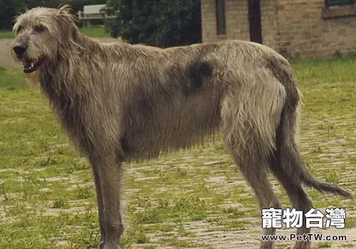 大型犬能托運嗎