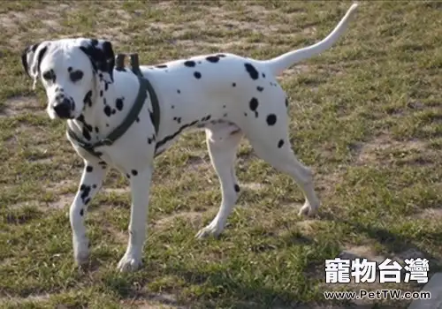 狗狗產後風治療