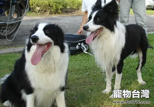 剛打完疫苗的狗可以出去溜嗎（1圖）-寵物台灣