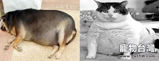 寵物肥胖，可怕的慢性病
