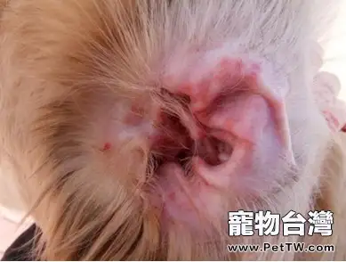 犬貓耳部的日常護理(共2張圖片)-寵物台灣