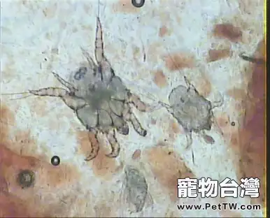 犬貓耳部的日常護理