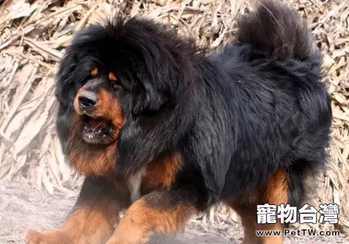 藏獒和狼誰厲害(1圖)-寵物台灣