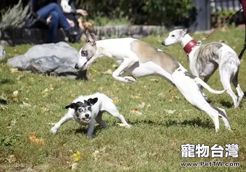 如何給狗狗合適的運動量(1圖)-寵物台灣