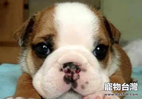 狗狗多大能做絕育手術