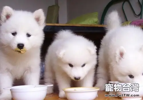 如何讓狗狗好好吃飯