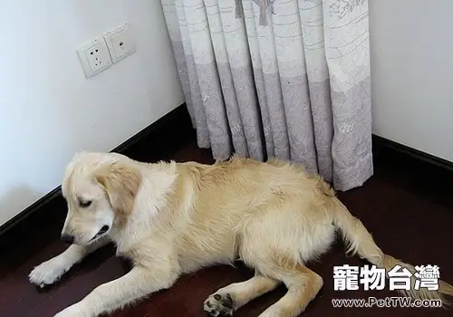 狗可以吹空調嗎