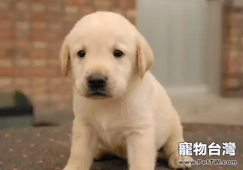 拉布拉多尋回犬好養嗎