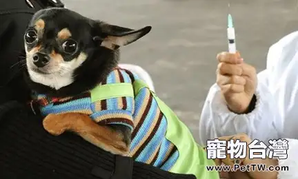 有關犬的疫苗接種注意事項