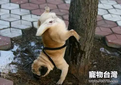 為什麼狗喜歡在電線桿旁尿尿(1圖)-寵物台灣