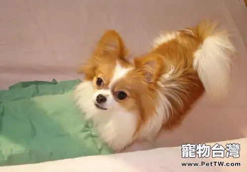 狗狗的餵藥方法