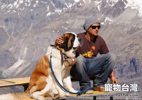 聖伯納犬粘人程度(1圖)-寵物台灣