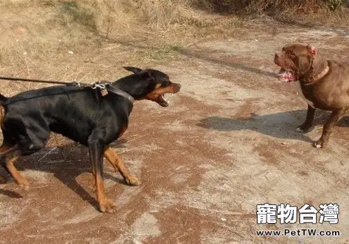 杜賓犬打架