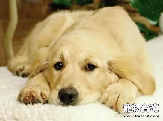 犬的分離焦慮症的原因及治療(1圖)-寵物台灣