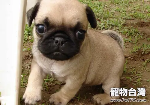 巴哥犬好養嗎（1圖）-寵物台灣