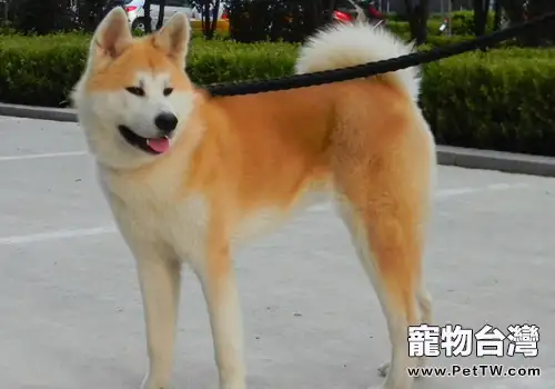 秋田犬狗狗繁殖