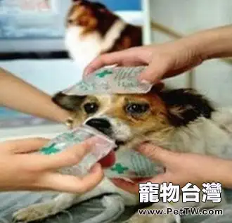 夏季寵物需注意防暑