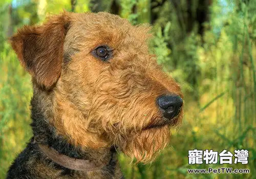 狗狗排便不成形的原因