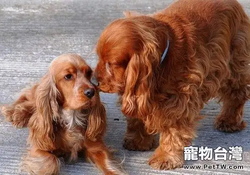 可卡犬吃什麼狗糧