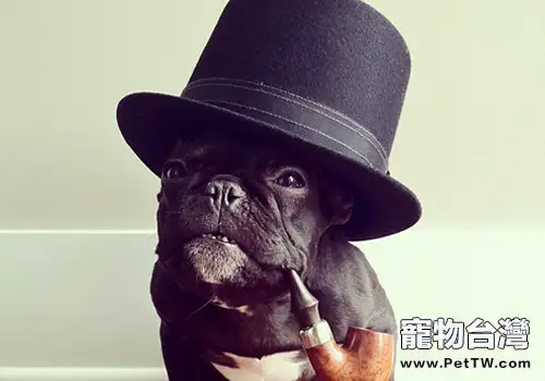狗狗異食癖是怎麼回事