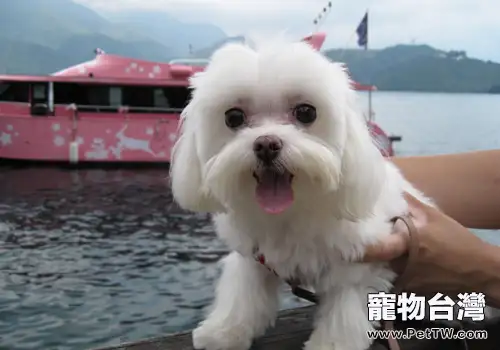 狗長雙排牙怎麼辦