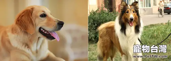 蘇格蘭牧羊犬和黃金獵犬哪個好養(1圖)-寵物台灣