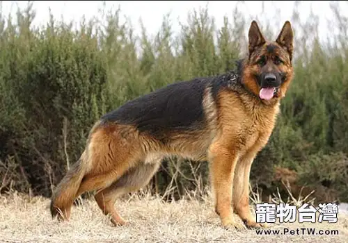 德國牧羊犬的最佳配種時間(1圖)-寵物台灣