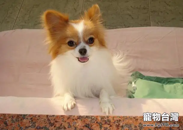 蝴蝶犬假孕有什麼症狀表現