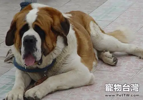 如何照顧老年狗