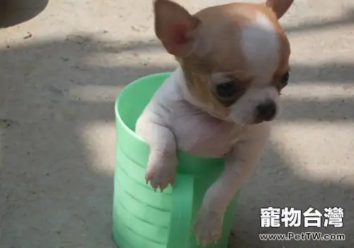 吉娃娃的壽命多長（1圖）-寵物台灣