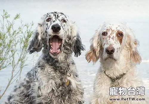 狗的基本急救常識(1圖)-寵物台灣