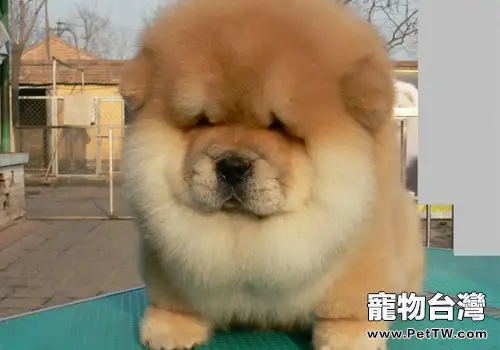 狗狗寄養的注意事項