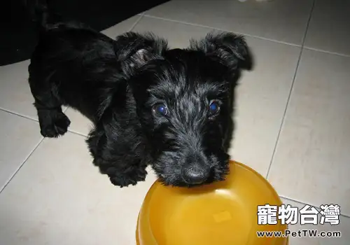 如何保持狗狗臀部清潔