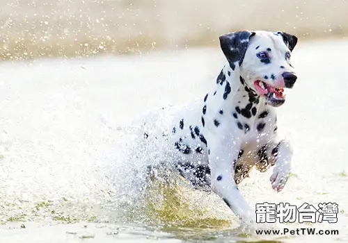 大麥町飼養的常見問題