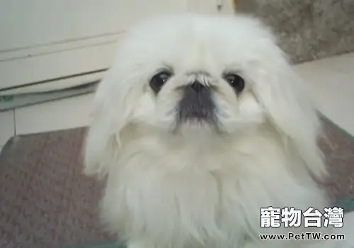 獅子狗(京叭犬)耳朵的護理(1圖)-寵物台灣