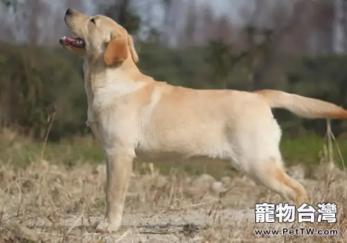 適合與狗玩的遊戲有哪些