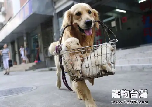 飼養狗狗的一些誤區