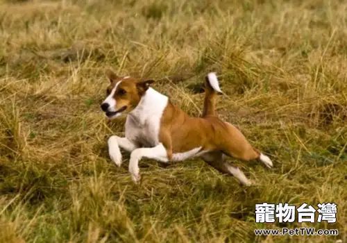 如何避免狗狗運動傷害