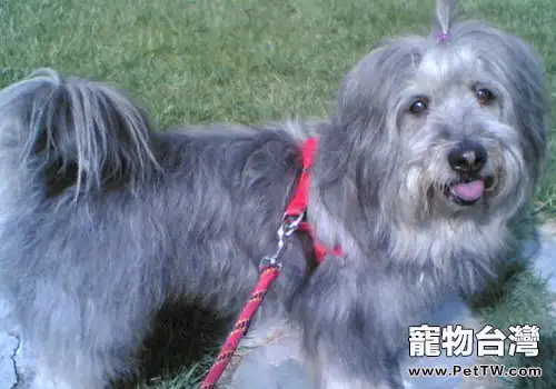 正確處理新老犬關係