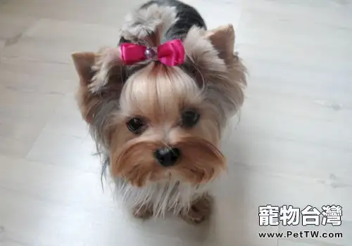 如何讓狗狗與孩子相處