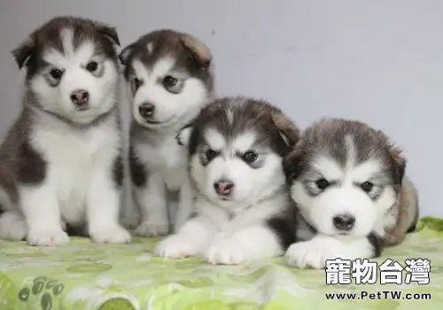 如何正確的帶狗散步